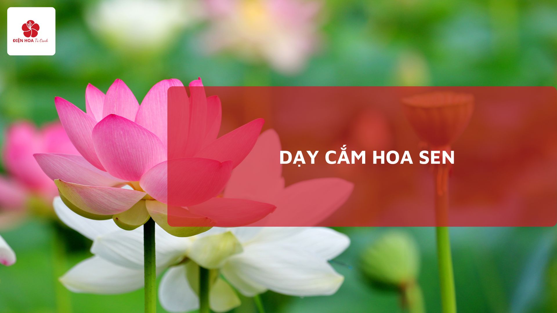 Dạy Cắm Hoa Sen: Bí Quyết Tạo Nên Tác Phẩm Thanh Tao Tại Điện Hoa Tú Oanh