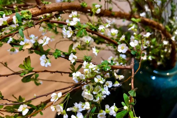 Dạy Cắm Hoa Tuyết Mai: Bí Quyết Tạo Nên Vẻ Đẹp Thanh Khiết