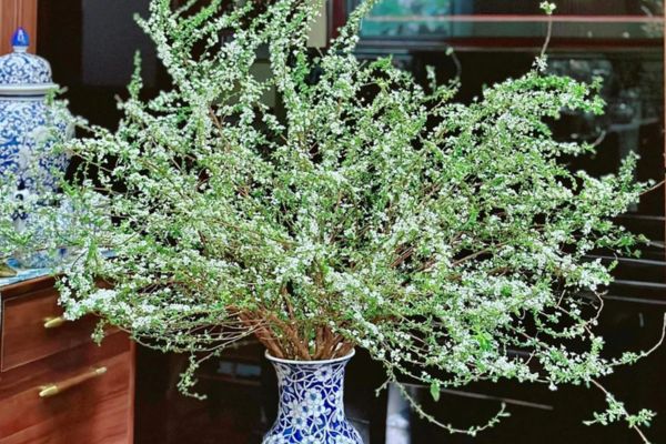 Dạy Cắm Hoa Tuyết Mai: Bí Quyết Tạo Nên Vẻ Đẹp Thanh Khiết