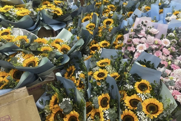 Hoa Hướng Dương Hợp Mệnh Gì? Giải Mã Phong Thủy Chi Tiết