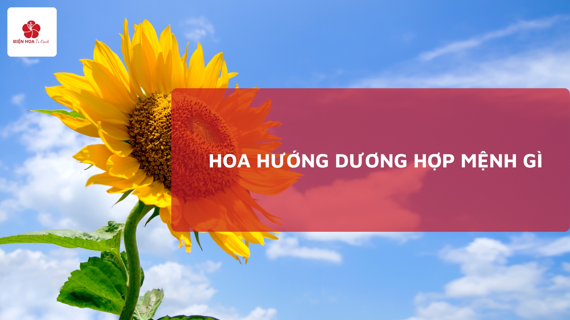 Hoa Hướng Dương Hợp Mệnh Gì? Giải Mã Phong Thủy Chi Tiết
