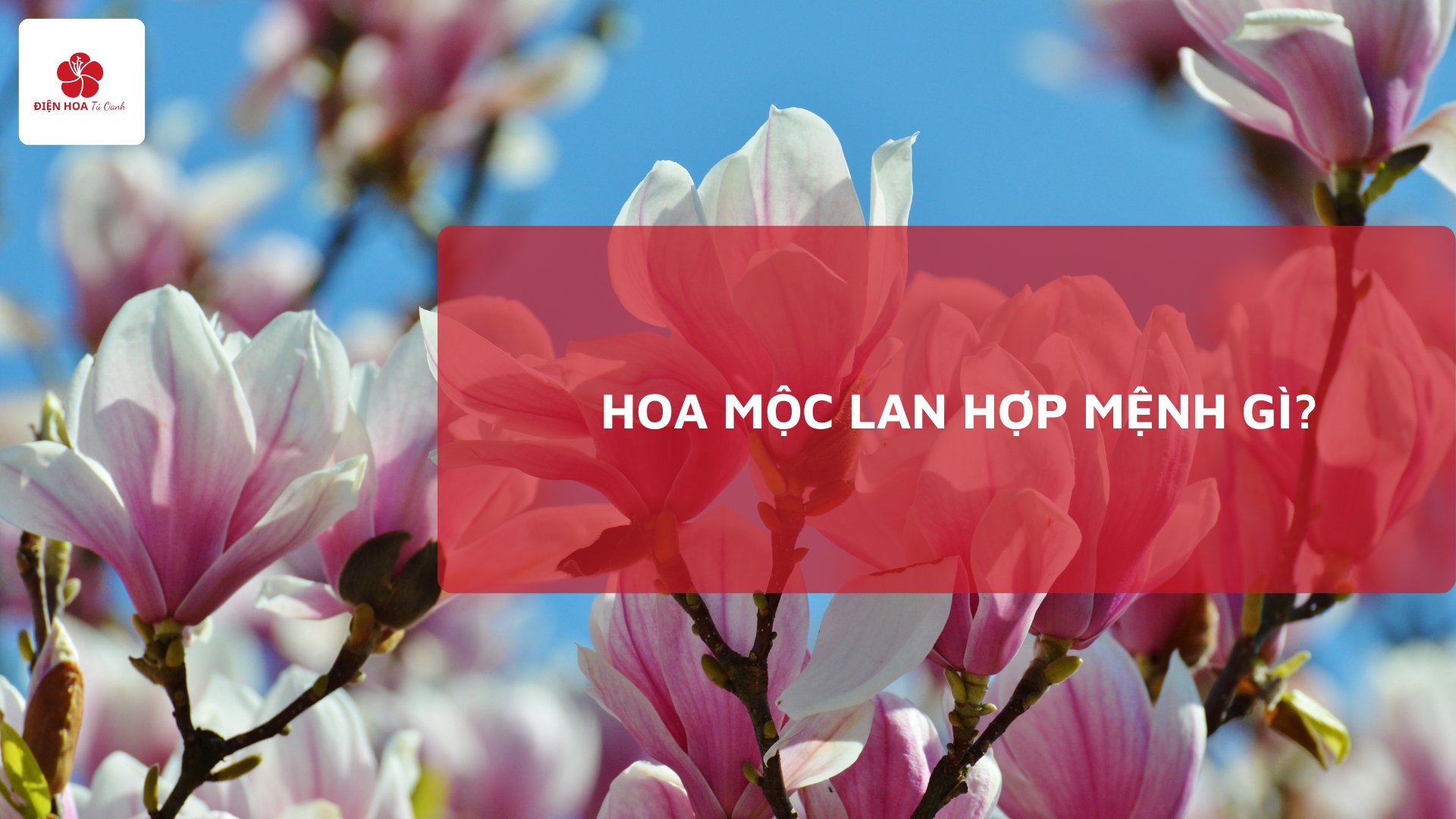 Bí Quyết Chọn Hoa Mộc Lan Hợp Mệnh Thu Hút Tài Lộc