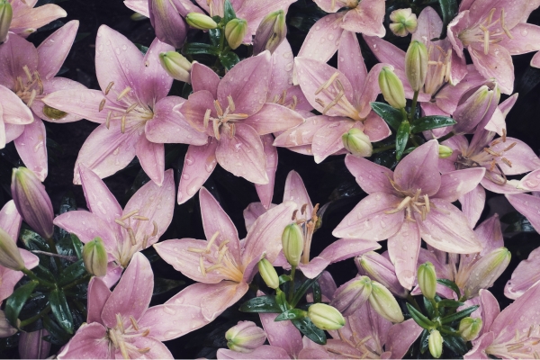 Sinh Nhật Nên Tặng Hoa Gì? Gợi Ý Chọn Hoa Ý Nghĩa Nhất