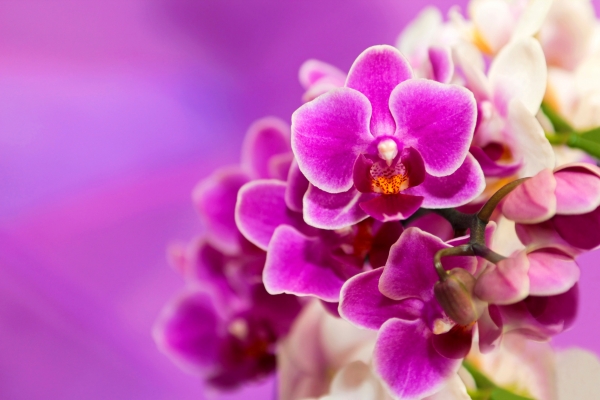 Sinh Nhật Nên Tặng Hoa Gì? Gợi Ý Chọn Hoa Ý Nghĩa Nhất