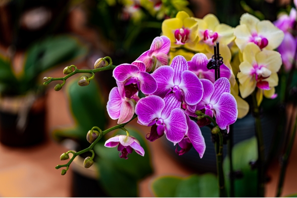 Tặng Hoa Cho Phụ Nữ Mới Sinh: Lựa Chọn Ý Nghĩa & Gợi Ý Tinh Tế