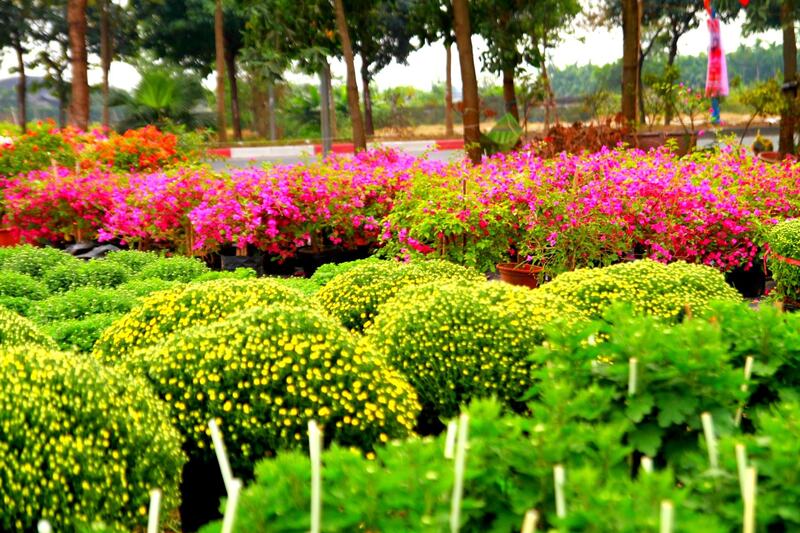 Mua hoa ở đâu tại Hà Nội? 14 chợ hoa nổi tiếng nhất Thủ đô bạn nên ghé