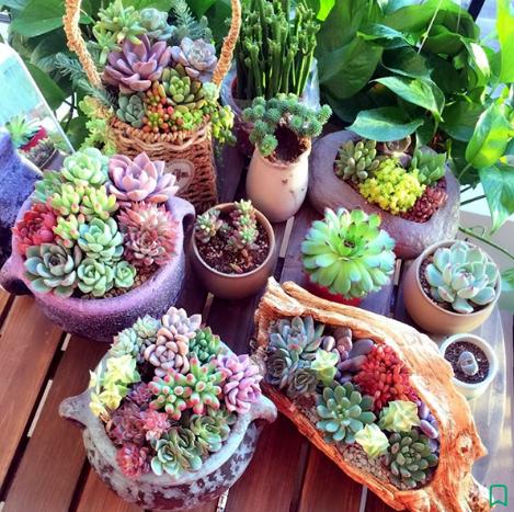 Top 10 loài hoa ý nghĩa từ điện hoa Hà Nội dành tặng ngày Nhà Giáo Việt Nam 20/11