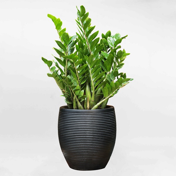 Hoa tặng tân gia – Món quà mang tài lộc cho ngôi nhà mới