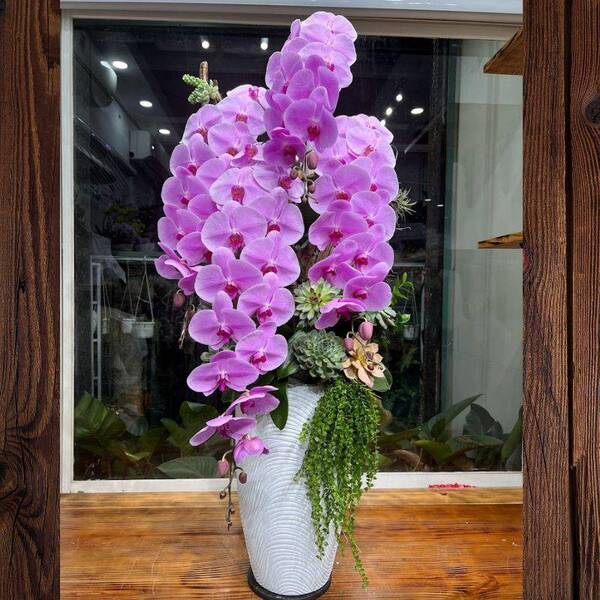 lan hồ điệp hợp mệnh Hỏa mang ý nghĩa tài lộc thịnh vượng