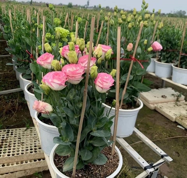 Mách nhỏ bạn mẹo cắm hoa cát tường tươi lâu ngày tết