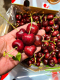 Hoa Quả – Cherry C002